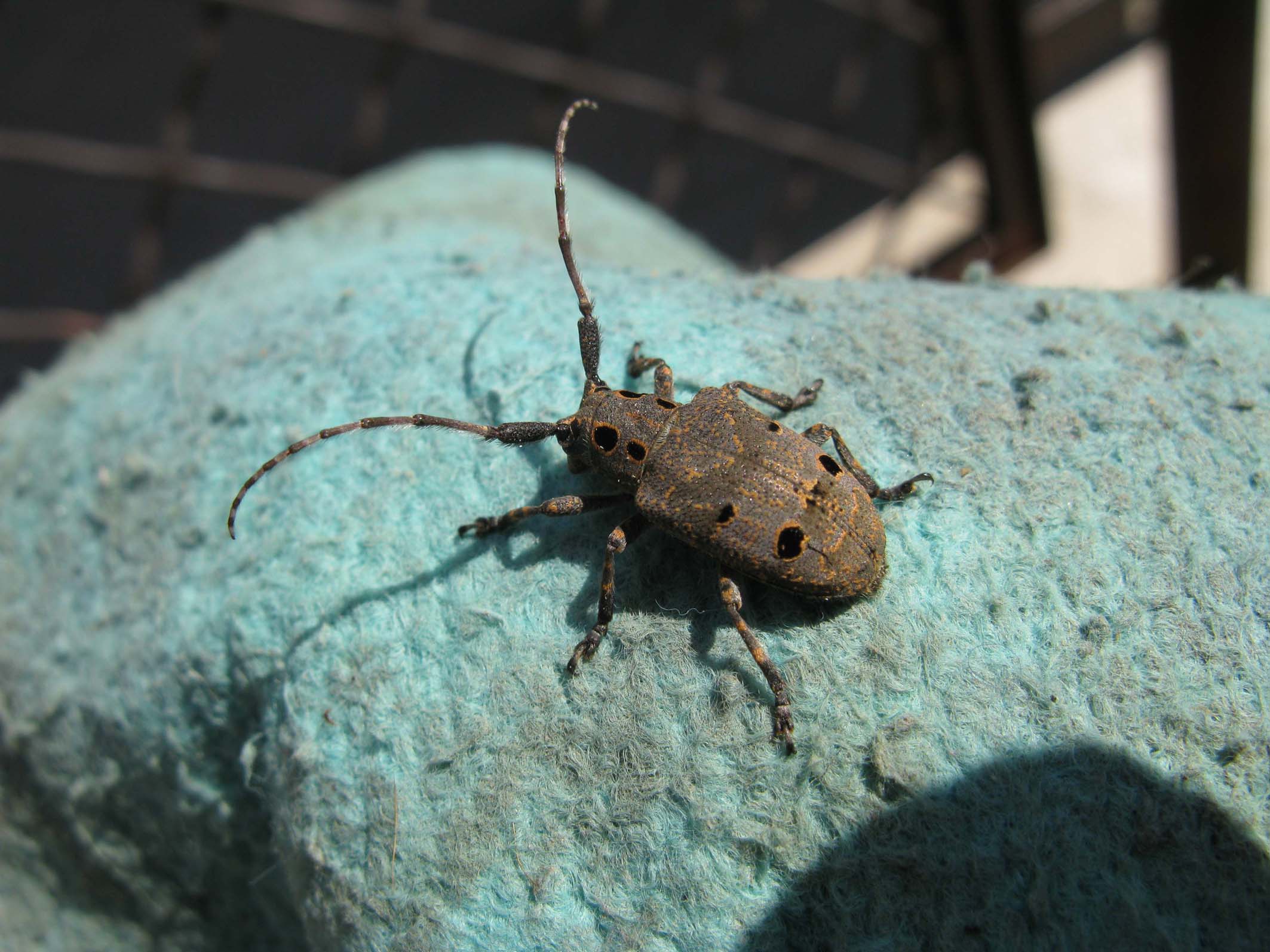 Mesosa curculionoides